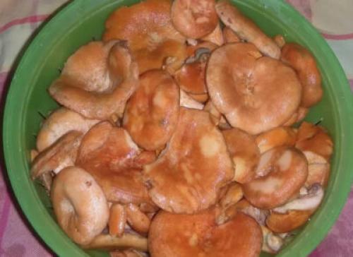 Сколько варить рыжики в супе. Сколько варить рыжики