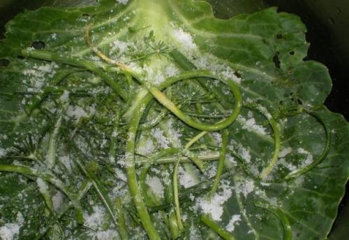 Рыжики по-царски рецепт. Засолка рыжиков с дубовыми листьями