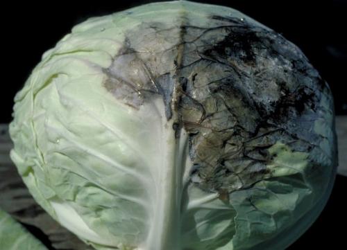 Как влияют кратковременные заморозки на молодые растения капусты. Влияние температурных условий