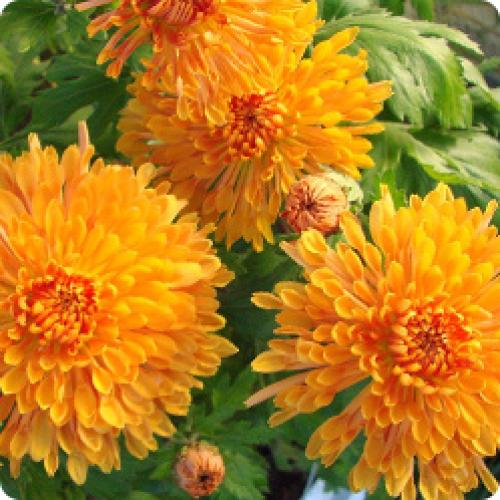 Какая почва наиболее подходит для посадки хризантем мультифлора осенью. МНОГОЛЕТНИЕ КУСТОВЫЕ ХРИЗАНТЕМЫ