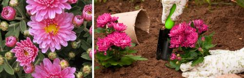 Какая почва наиболее подходит для посадки хризантем мультифлора осенью. МНОГОЛЕТНИЕ КУСТОВЫЕ ХРИЗАНТЕМЫ