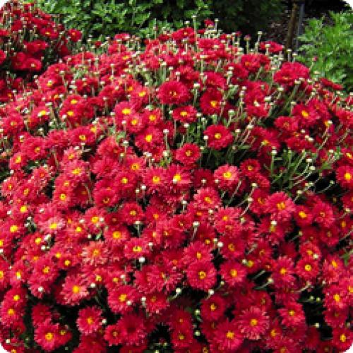 Какая почва наиболее подходит для посадки хризантем мультифлора осенью. МНОГОЛЕТНИЕ КУСТОВЫЕ ХРИЗАНТЕМЫ