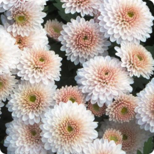 Какая почва наиболее подходит для посадки хризантем мультифлора осенью. МНОГОЛЕТНИЕ КУСТОВЫЕ ХРИЗАНТЕМЫ