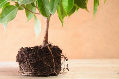 Фикус бенджамина, как нарастить листья. Облысевший фикус Бенджамина: как помочь снова нарастить богатые листья