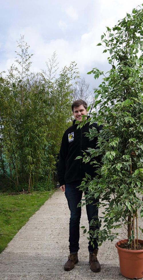 Фикус Бенджамина сбрасывает листья чем подкормить. Краткое описание фикуса Бенджамина