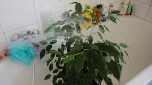 Фикус бенджамина, как нарастить листья. Облысевший фикус Бенджамина: как помочь снова нарастить богатые листья