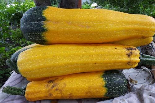 Как влияют условия окружающей среды на сроки уборки кабачков и тыквы. Сроки сбора