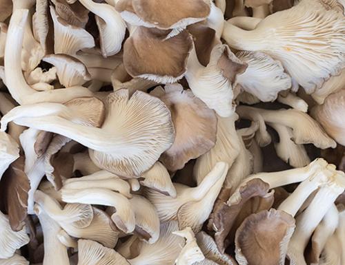 Секреты приготовления вкусной жареной вешенки: основные правила и рецепты 08 Секреты приготовления вкусной жареной вешенки: основные правила и рецепты 08