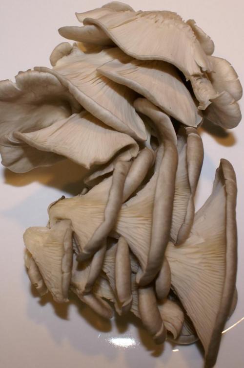 В чем польза и опасность варения лесных вешенок 02 В чем польза и опасность варения лесных вешенок 02