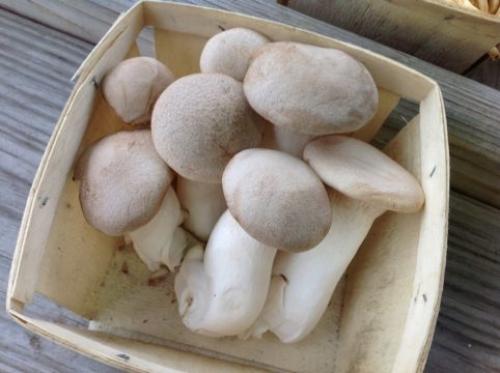 Какой срок годности у отваренных грибов вешенок. Срок хранения свежей вешенки