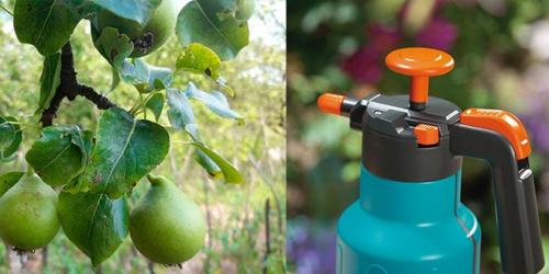 Парша на груше