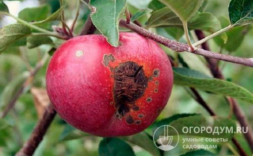 Парша лечение. Описание заболевания