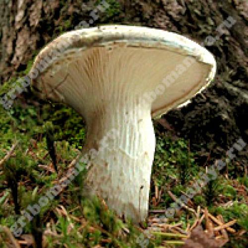 Важен ли этап очистки приготовления вешенок 10 Важен ли этап очистки приготовления вешенок 10