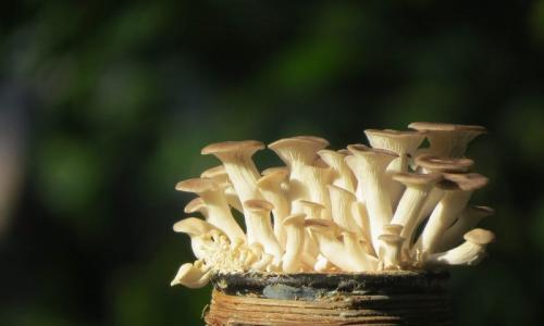 Какие болезни могут передаваться через непочищенные вешенки. Вешенки: чем полезны и кому нельзя