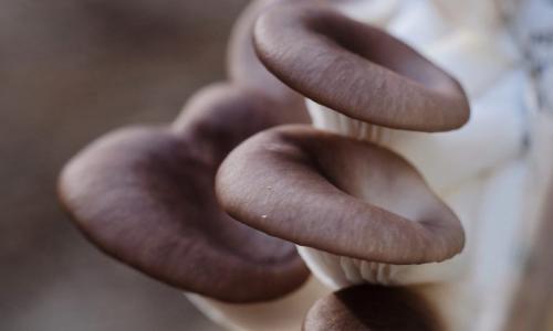 Какие болезни могут передаваться через непочищенные вешенки. Вешенки: чем полезны и кому нельзя