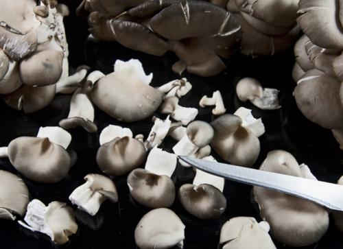 Можно ли промывать вешенки перед замаринованием. Экспресс-маринование свежих вешенок