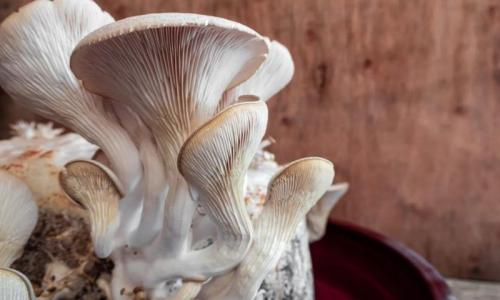 Какие болезни могут передаваться через непочищенные вешенки. Вешенки: чем полезны и кому нельзя