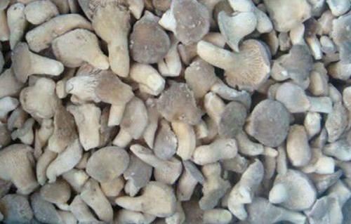 Можно ли заморозить приготовленные вешенки с луком на будущее. Выбор и подготовка вешенок к заморозке