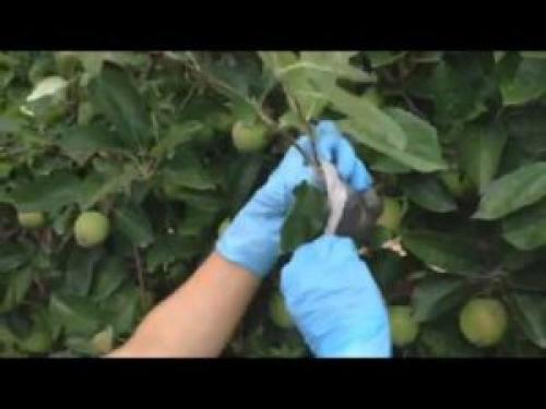 Размножение яблони веткой. Размножение яблони сломанной веткой