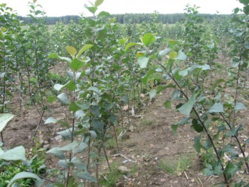 Размножение яблони веткой. Размножение яблони сломанной веткой