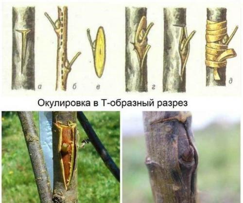 Укоренение яблони на ветке. Выведение новых сортов из семян 06
