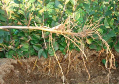 Размножение яблони веткой. Размножение яблони сломанной веткой