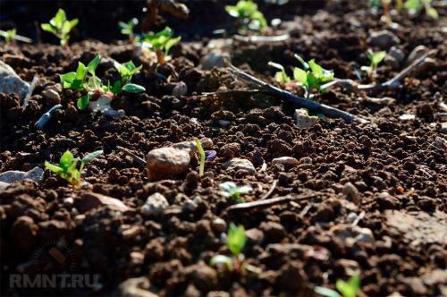 Стоит ли покупать чернозем на дачу. Покупать чернозём для участка или нет