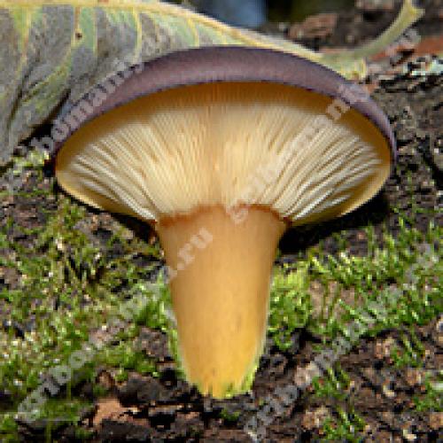 Необычные способы приготовления вешенок: вкус, который заставит вас влюбиться в эти грибы 07 Необычные способы приготовления вешенок: вкус, который заставит вас влюбиться в эти грибы 07