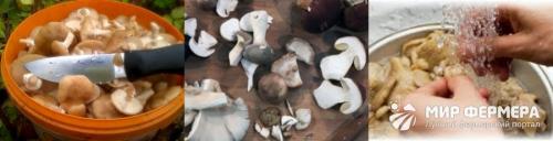 Необычные способы приготовления вешенок: вкус, который заставит вас влюбиться в эти грибы 04 Необычные способы приготовления вешенок: вкус, который заставит вас влюбиться в эти грибы 04