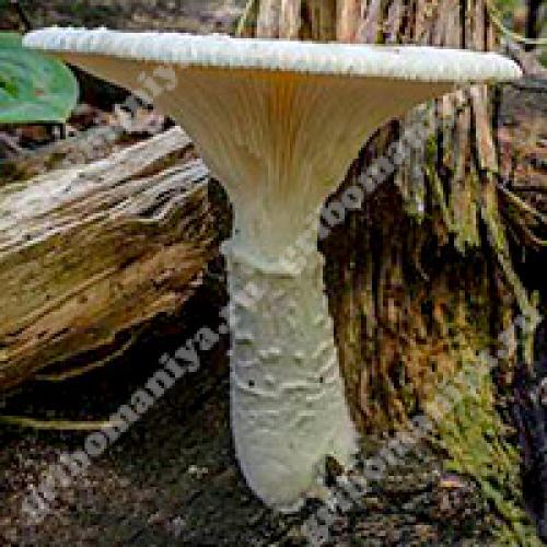 Необычные способы приготовления вешенок: вкус, который заставит вас влюбиться в эти грибы 10 Необычные способы приготовления вешенок: вкус, который заставит вас влюбиться в эти грибы 10