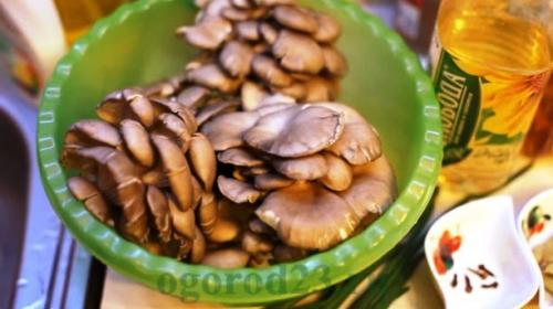 Почему вешенки считаются диетическим продуктом. Вешенки – польза организму