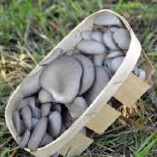 Как правильно хранить и очищать вешенки перед приготовлением. Хранение вешенок - сушка, соление и маринование