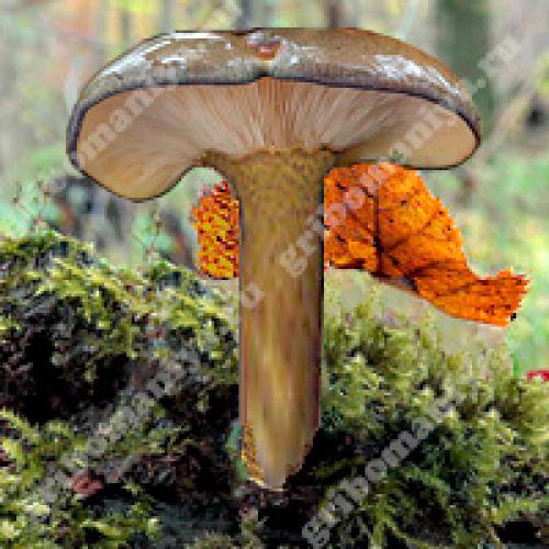 Необычные способы приготовления вешенок: вкус, который заставит вас влюбиться в эти грибы 08 Необычные способы приготовления вешенок: вкус, который заставит вас влюбиться в эти грибы 08