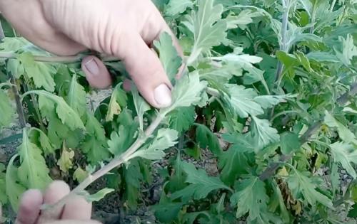 Как правильно поливать мультифлоры весной. Размножение хризантемы мультифлоры