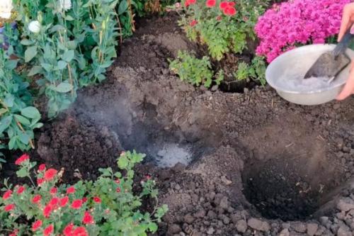 Как выбрать подходящее место для посадки хризантемы мультифлоры. Посадка хризантемы мультифлоры