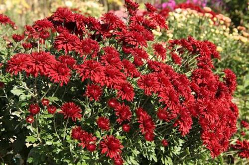 Какие удобрения лучше всего использовать для кормления мультифлор весной. Разновидности удобрений