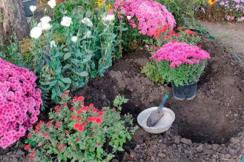 Как выбрать подходящее место для посадки хризантемы мультифлоры. Посадка хризантемы мультифлоры