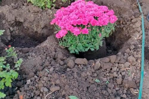 Как выбрать подходящее место для посадки хризантемы мультифлоры. Посадка хризантемы мультифлоры