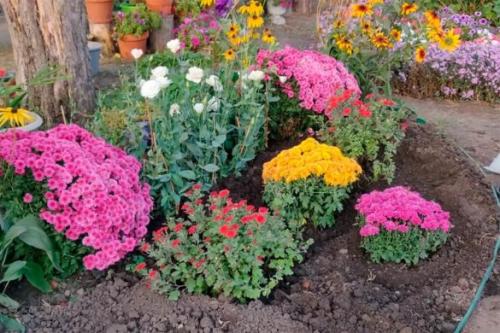 Как выбрать подходящее место для посадки хризантемы мультифлоры. Посадка хризантемы мультифлоры