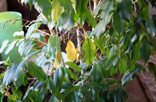 Как реанимировать фикус каучуконосный. Когда опадание листьев у фикуса является нормой