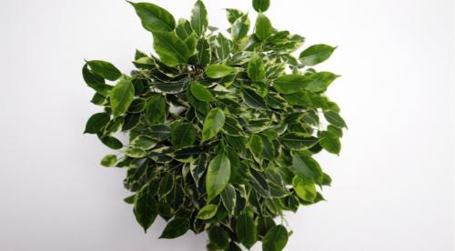 Как спасти и оживить фикус в домашних условиях. Как спасти фикус. Фикус Бенджамина. Реанимация 06