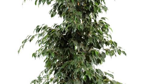 Как спасти и оживить фикус в домашних условиях. Как спасти фикус. Фикус Бенджамина. Реанимация 07