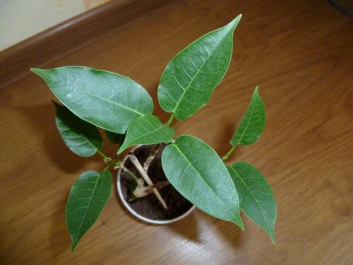 Как реанимировать фикус каучуконосный. Когда опадание листьев у фикуса является нормой