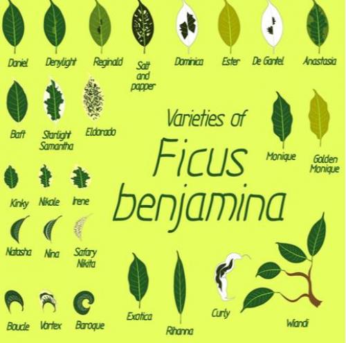 Как спасти и оживить фикус в домашних условиях. Как спасти фикус. Фикус Бенджамина. Реанимация 08