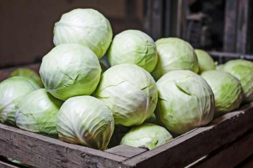 Как сохранить капусту до весны. Как правильно хранить капусту зимой, чтобы она осталась свежей до весны