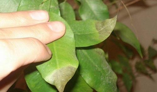 Какие вредители могут быть причиной сбрасывания листьев у фикуса бенджамина. Заболевания