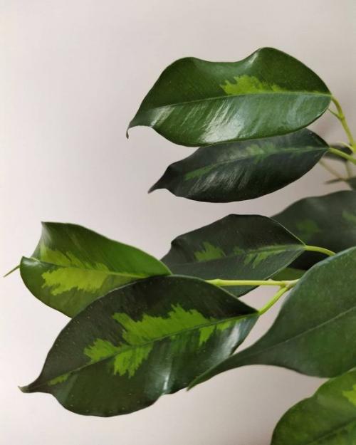 Почему фикус бенджамина сбрасывает листья: причины и решения 09 Почему фикус бенджамина сбрасывает листья: причины и решения 09