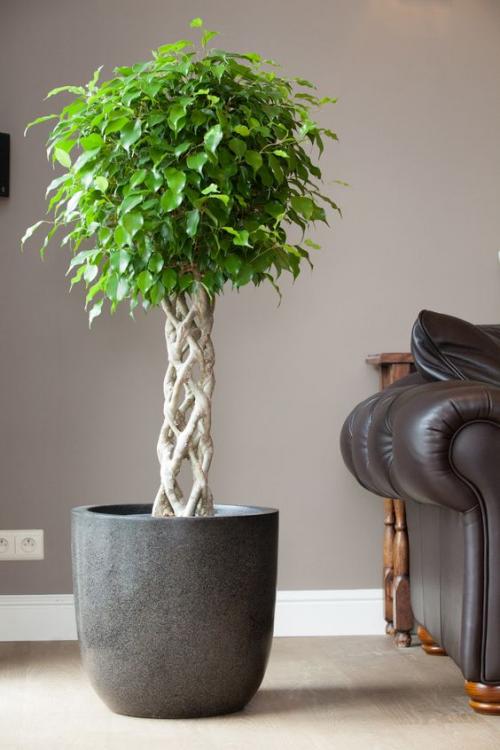 Почему фикус бенджамина сбрасывает листья: причины и решения 12 Почему фикус бенджамина сбрасывает листья: причины и решения 12