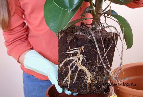 Можно ли спасти фикус бенджамина, если он сбросил много листьев. Если фикус Бенджамина сбросил листья, что делать?