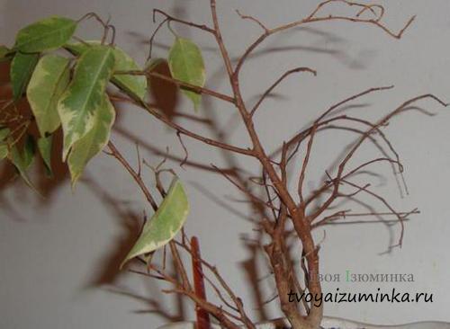 Можно ли спасти фикус бенджамина, если он сбросил много листьев. Если фикус Бенджамина сбросил листья, что делать?